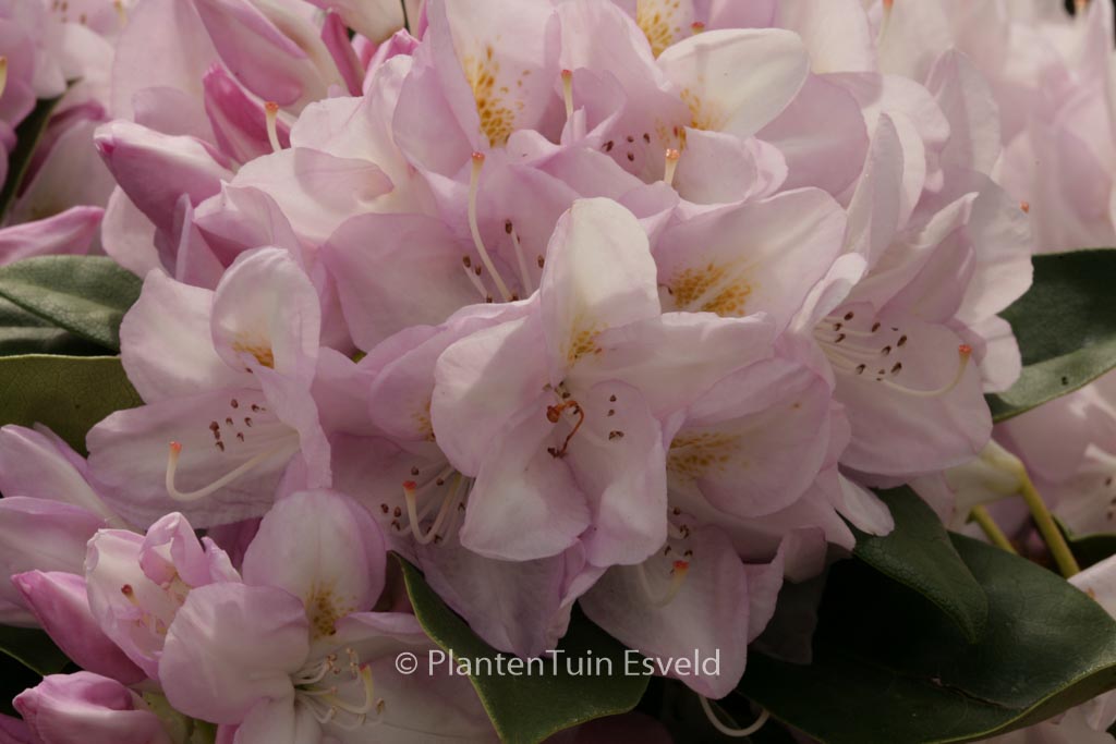 Rhododendron ‘Gomer Waterer’