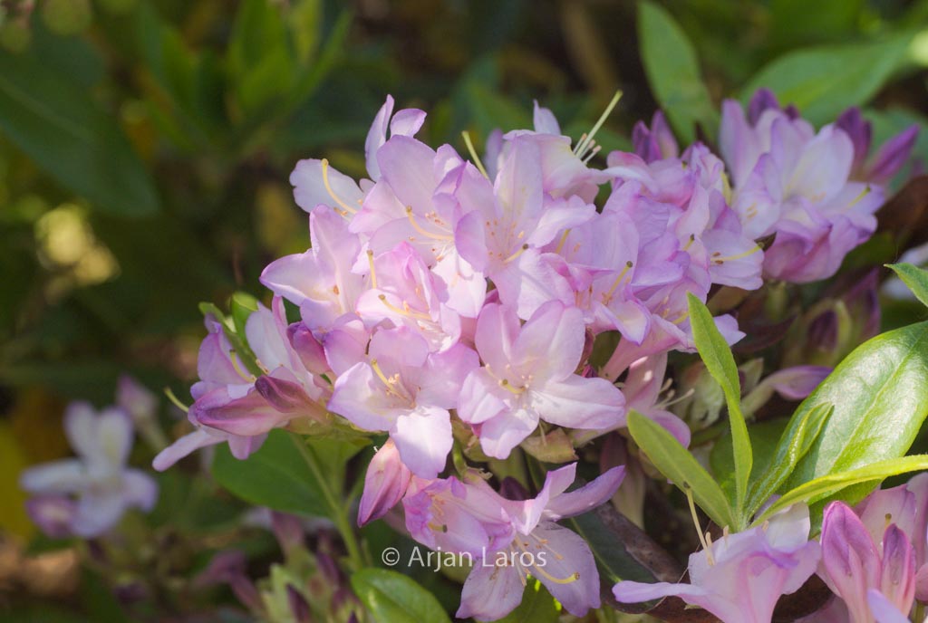Rhododendron ‘Gowenianum’