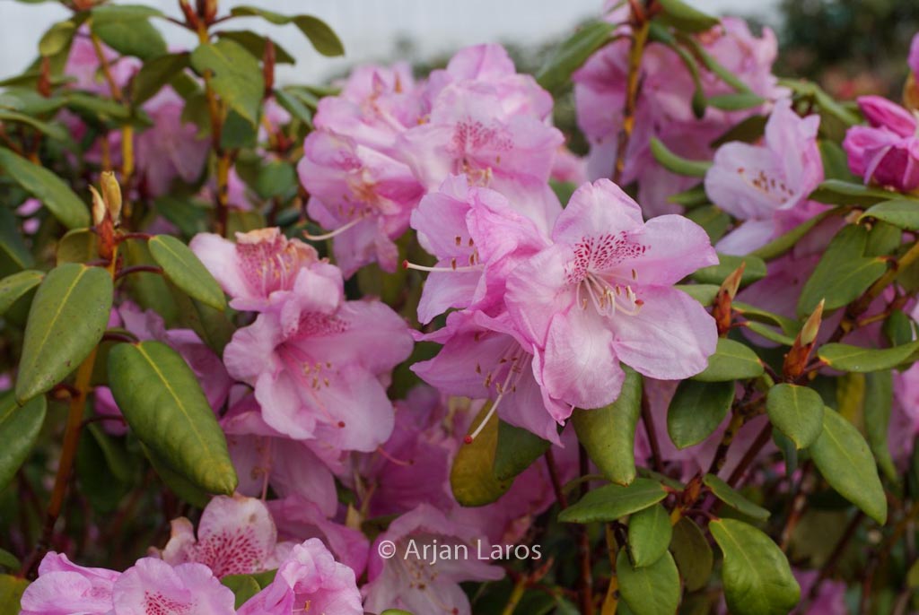 Rhododendron ‘Gustav Luettge’