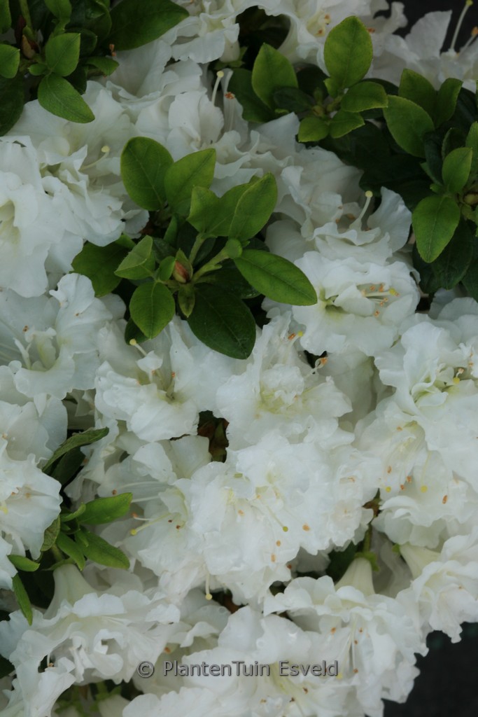 Rhododendron ‘Hacheis’ (EISPRINZESSIN) (Azale