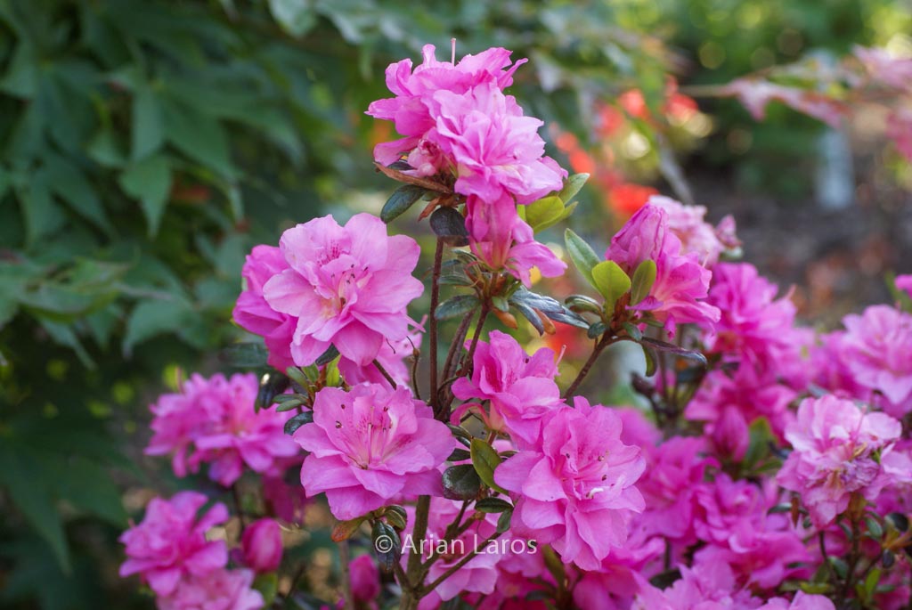 Rhododendron ‘Hachrosi’ (ROSINETTA) (Azalea)