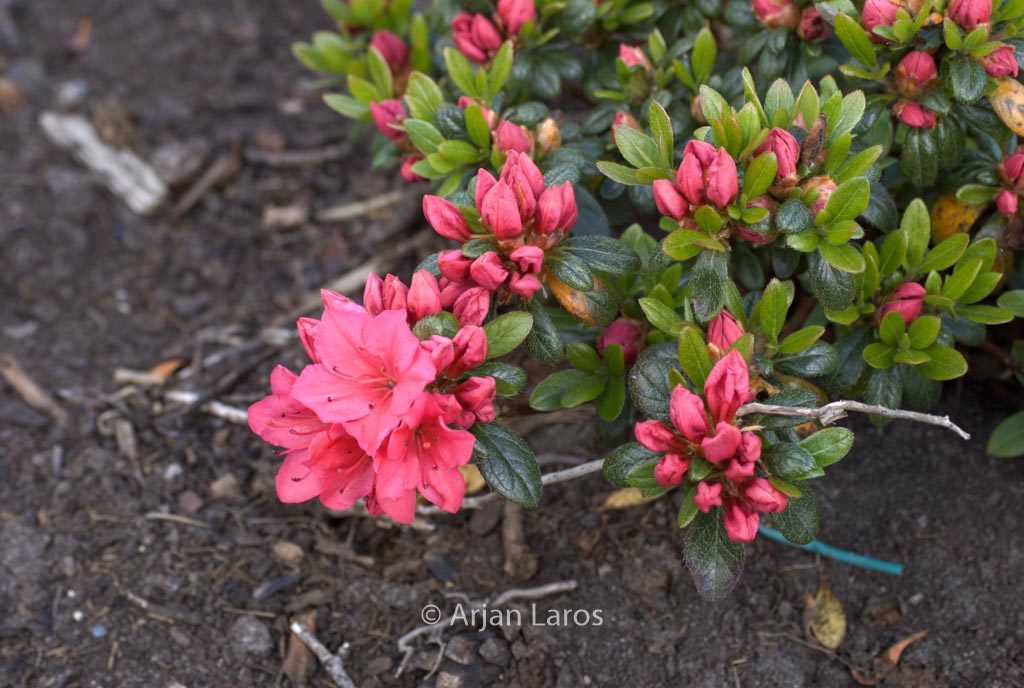 Rhododendron ‘Hahn’s Red’ (Azalea)