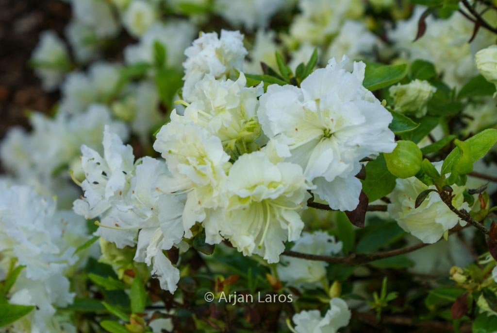 Rhododendron ‘Helen Curtis’ (Azalea)