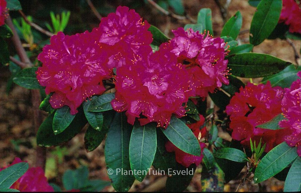 Rhododendron ‘Hollandia’