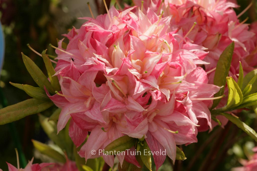 Rhododendron ‘Homebush’ (Azalea)