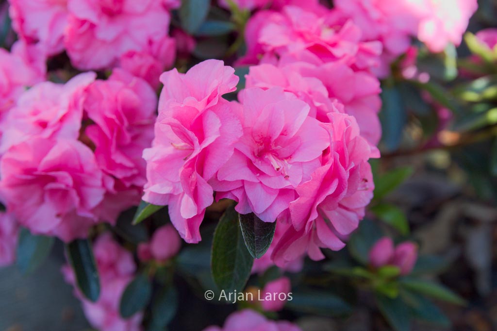 Rhododendron ‘Hort9201’ (HORTINNO EVERGREEN PINK)