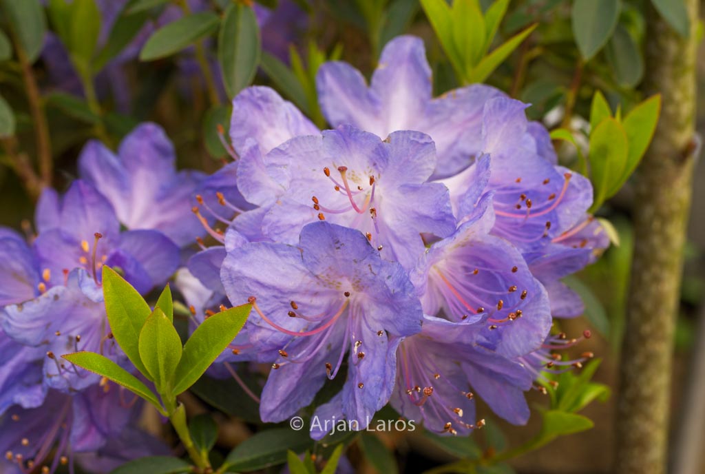 Rhododendron ‘Hydon Rodney’