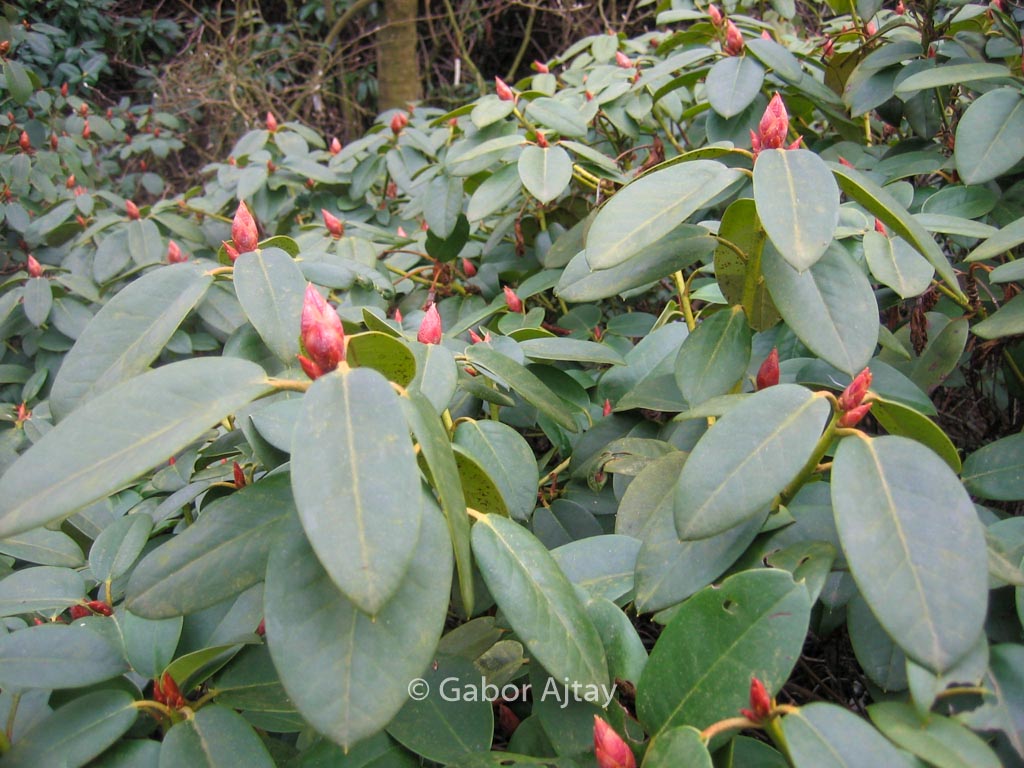 Rhododendron ‘Jackwill’