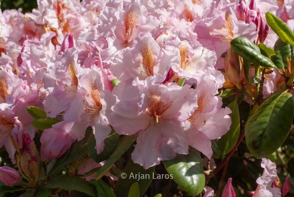 Rhododendron ‘Janet Blair’