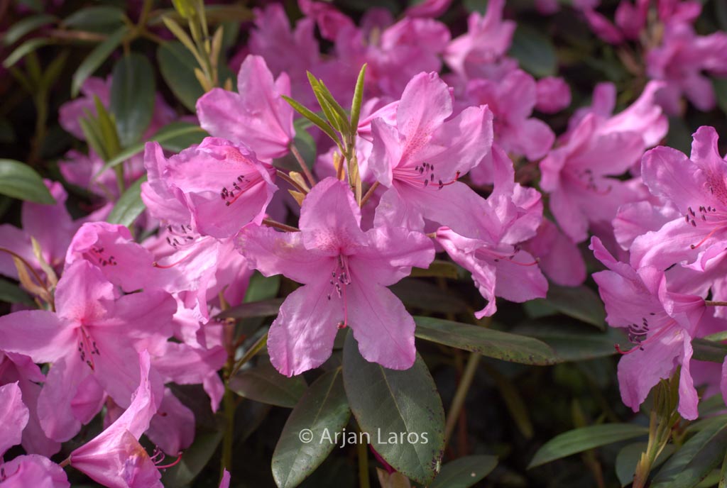 Rhododendron ‘Jocking’
