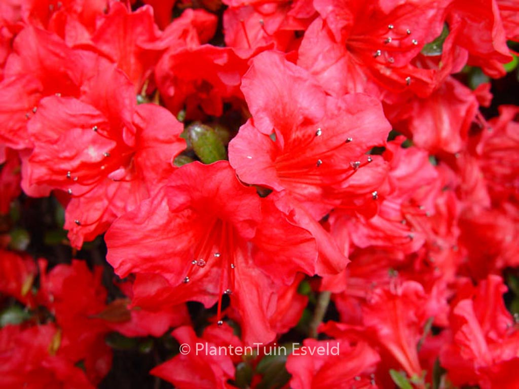 Rhododendron ‘Johanna’ (Azalea)