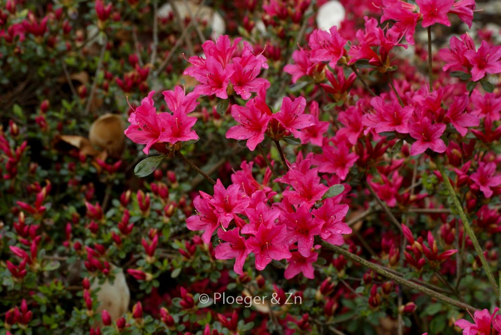 Rhododendron ‘Kathleen’ (Azalea)