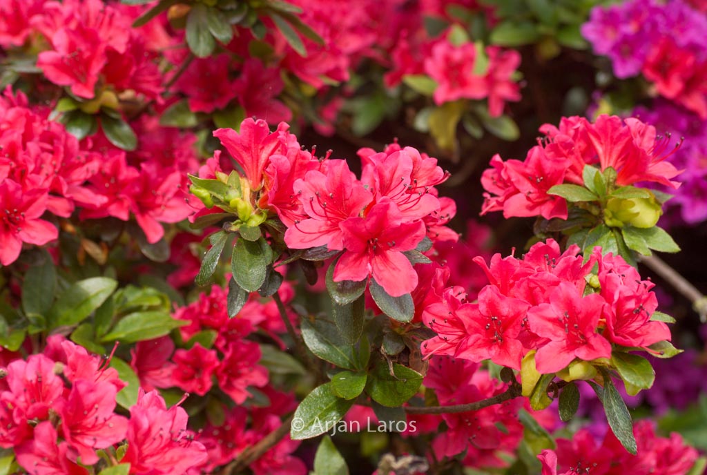 Rhododendron ‘Kazuko’ (GEISHA RED) (Azalea)