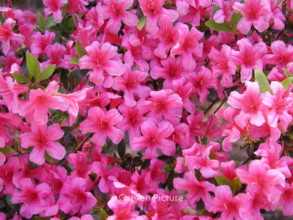 Rhododendron ‘Kermesina’ (Azalea)
