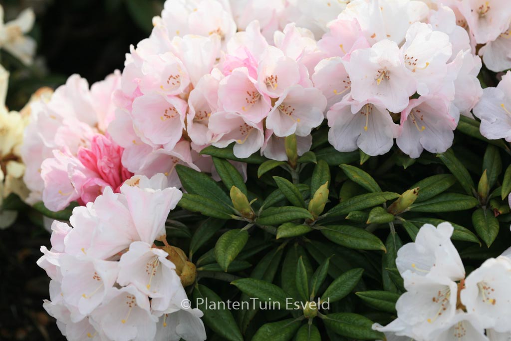 Rhododendron ‘Kings Ride’