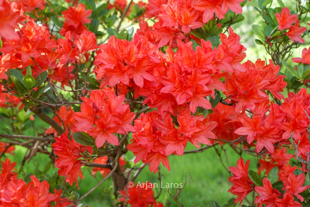 Rhododendron ‘Koster’s Brilliant Red’ (Azalea