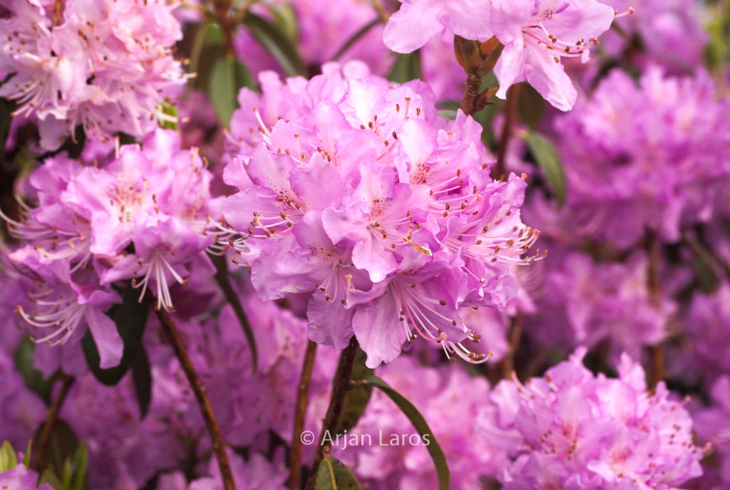 Rhododendron ‘Lavendula’