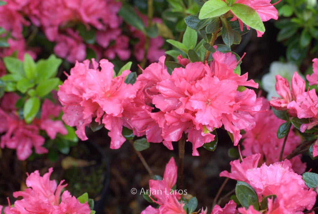 Rhododendron ‘Little Beauty’ (Azalea)