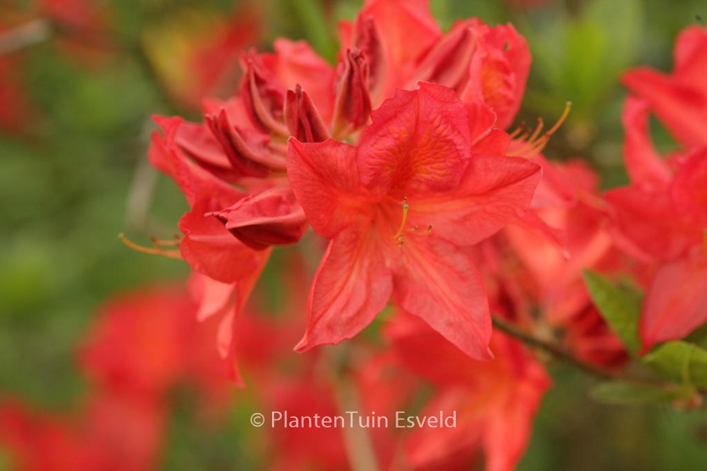 Rhododendron ‘Marconi’ (Azalea)