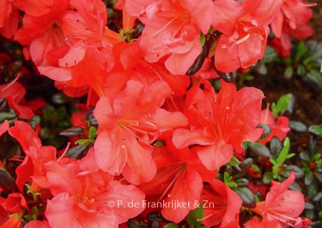 Rhododendron ‘Maruschka’ (Azalea)