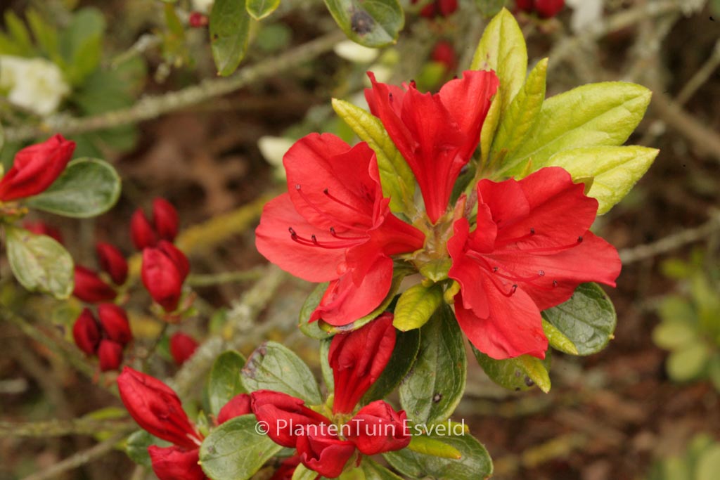 Rhododendron ‘Mijnheer Oscar Wuyts’ (Azalea)