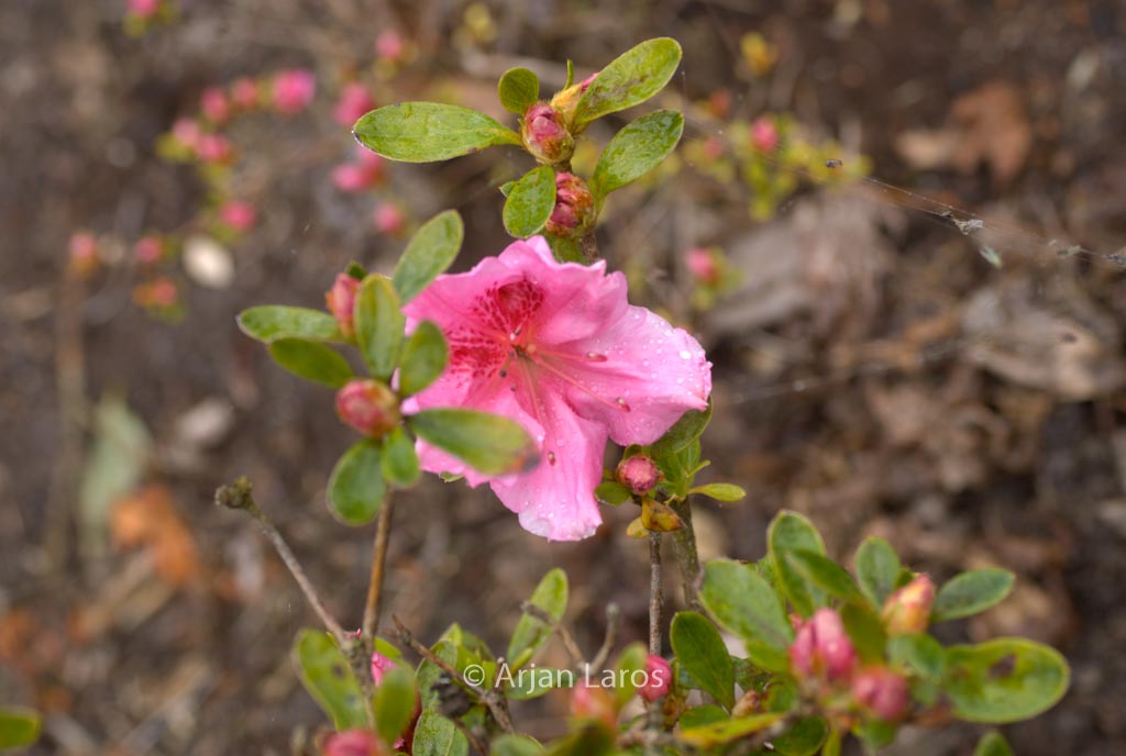 Rhododendron ‘Mimi’ (Azalea)
