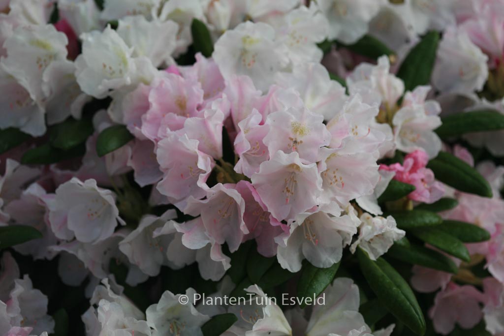 Rhododendron ‘Mist Maiden’