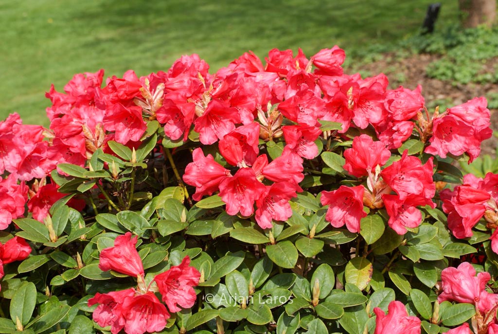 Rhododendron ‘Molly Ann’