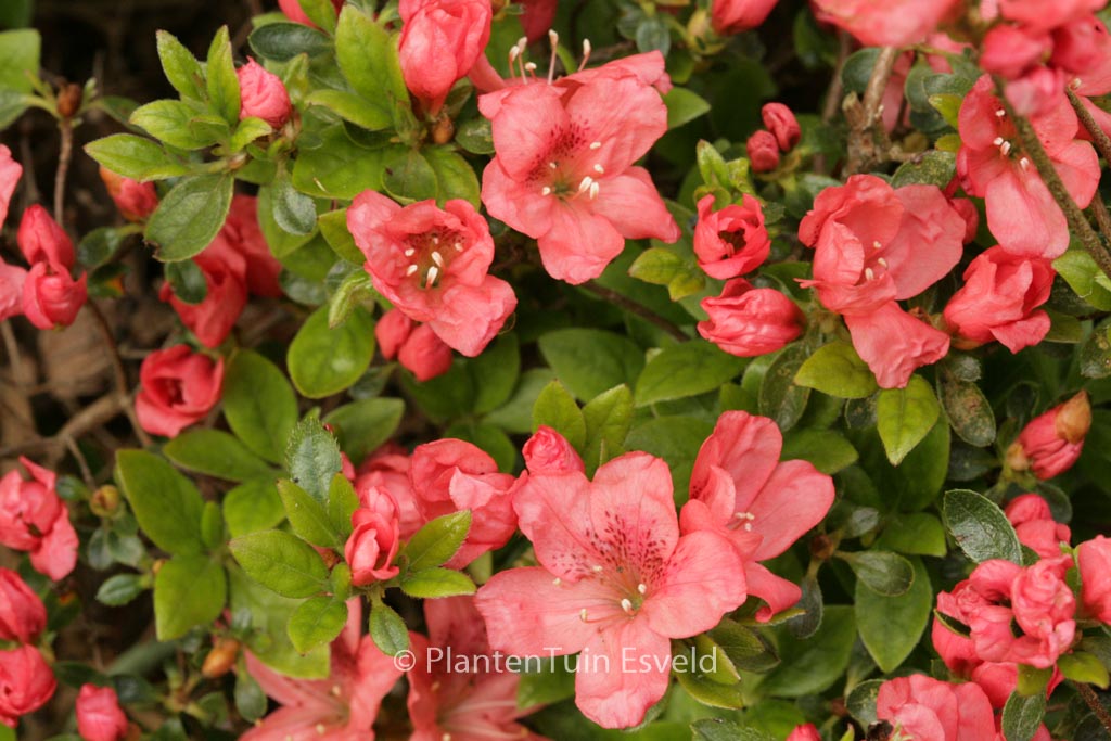 Rhododendron ‘Morava’ (Azalea)