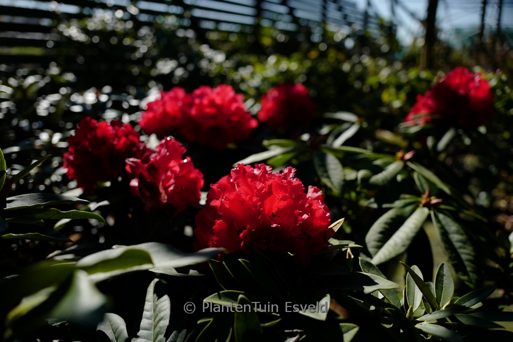 Rhododendron ‘Mount Everest’