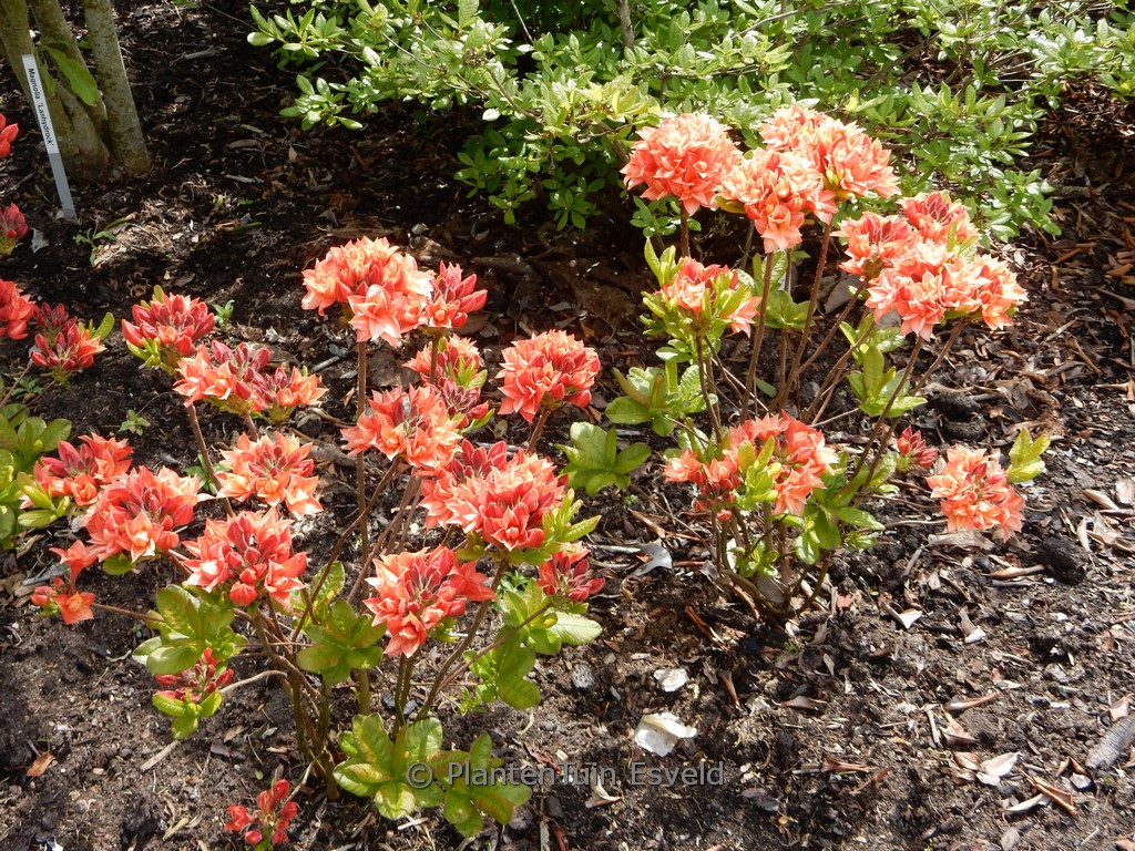 Rhododendron ‘My Reini’ (Azalea)