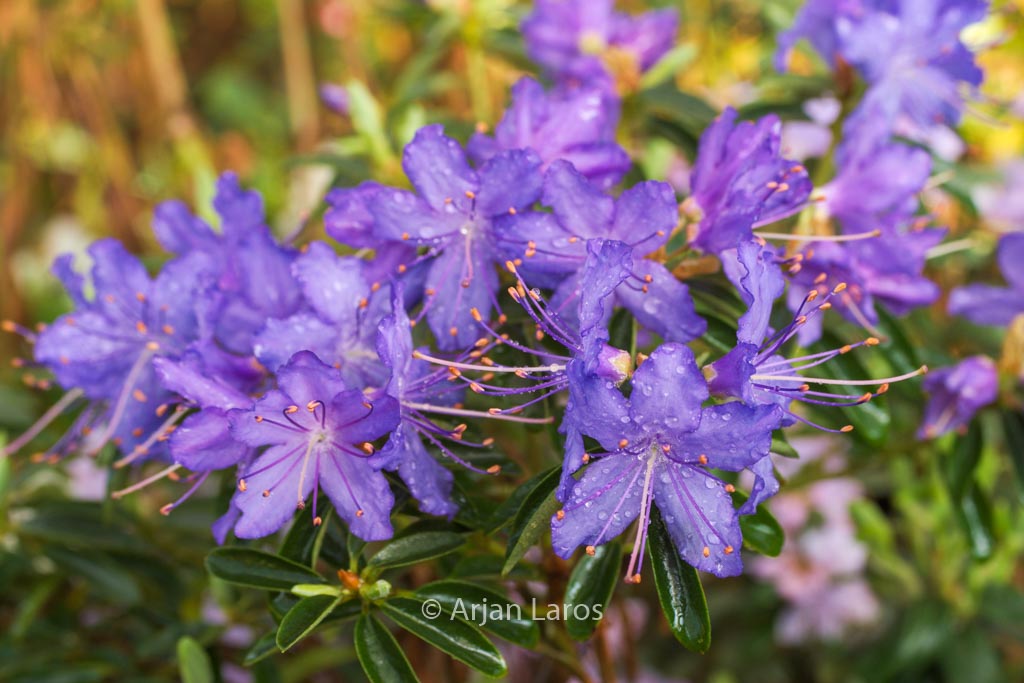 Rhododendron ‘Night Sky’