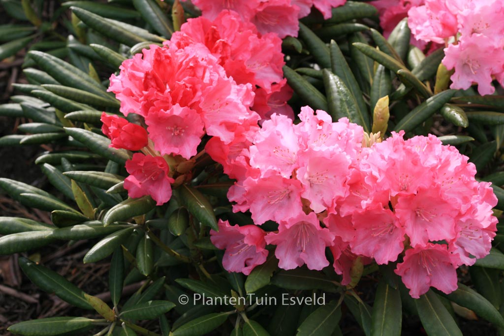 Rhododendron ‘Ninotschka’