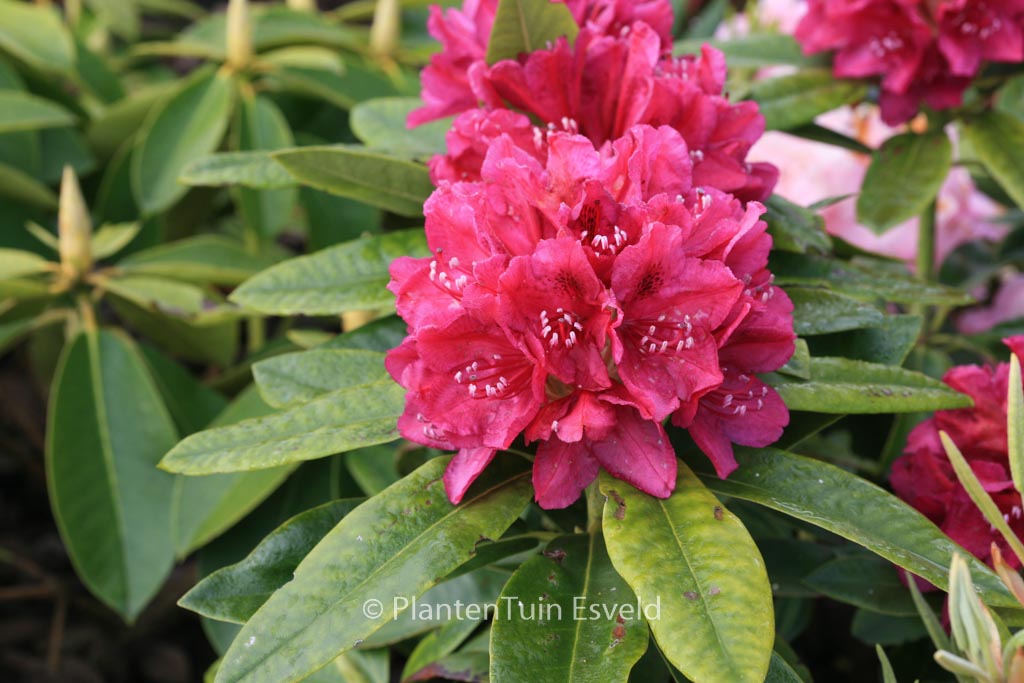 Rhododendron ‘Old Port’
