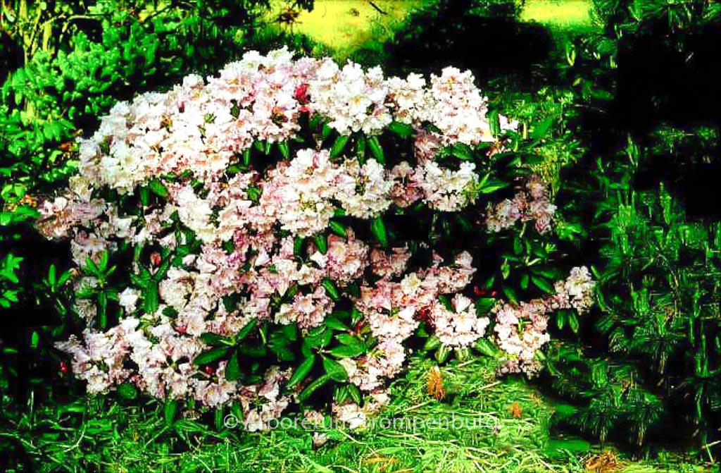 Rhododendron ‘Oldenburg’