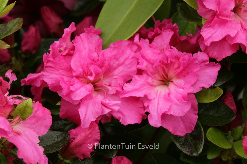 Rhododendron ‘Orion’ (Azalea)