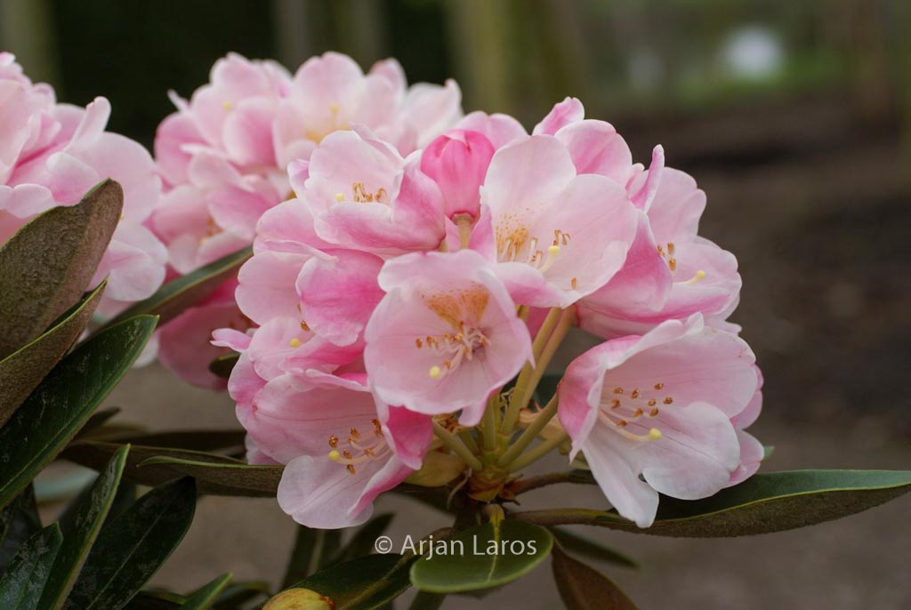 Rhododendron ‘Palle Christensen’