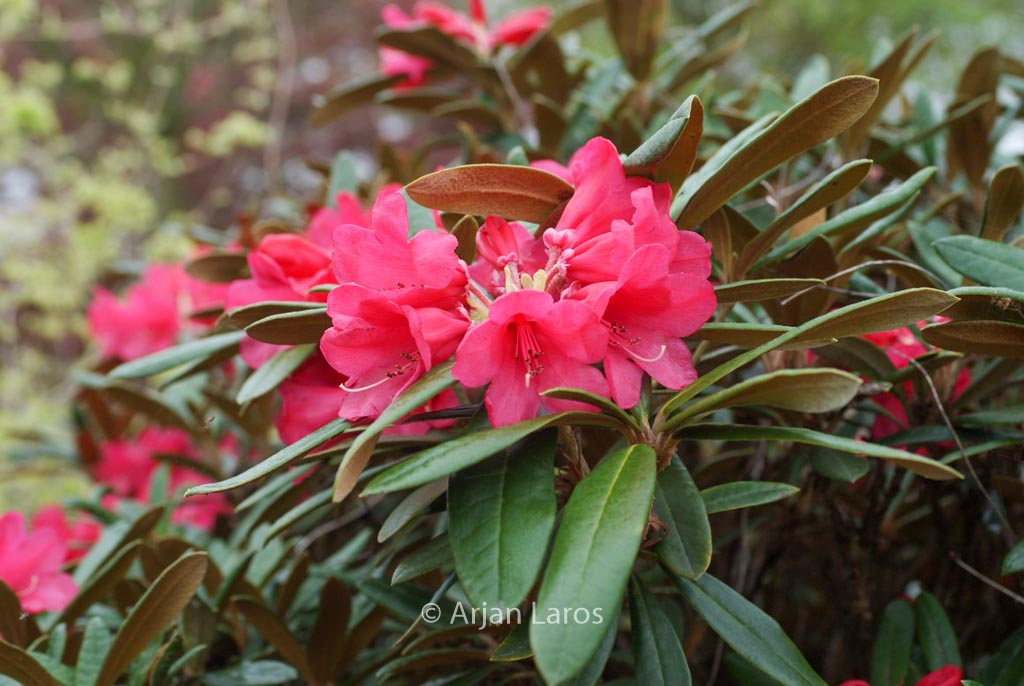 Rhododendron ‘Parsifal’