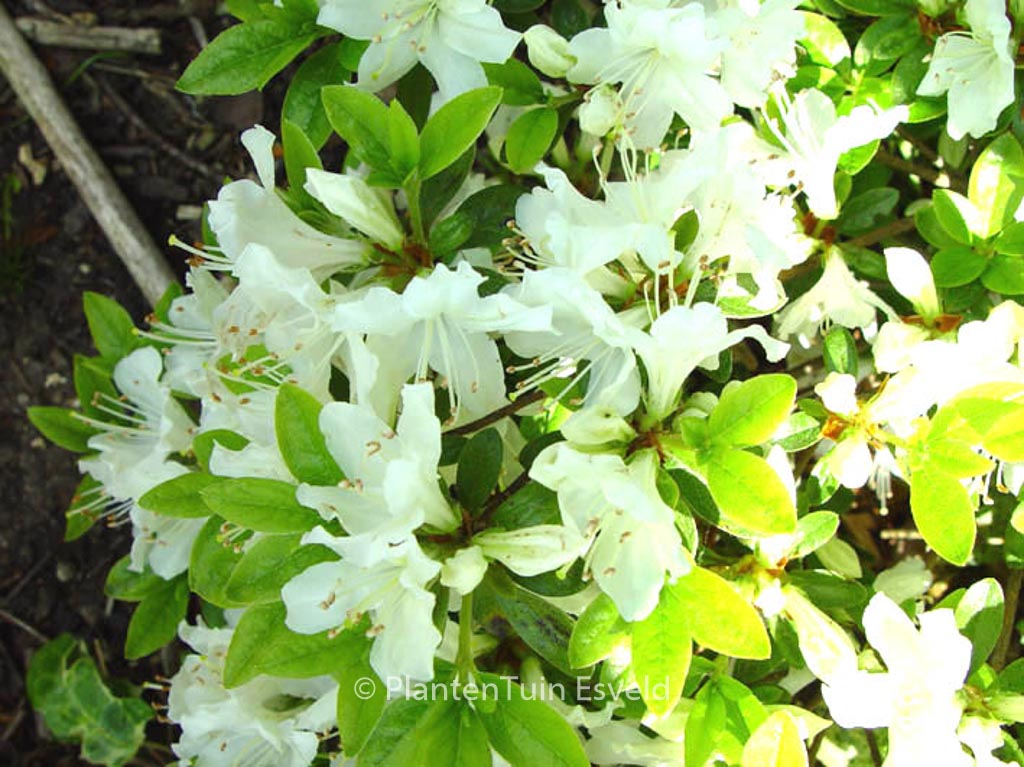 Rhododendron ‘Patricia Barmold’ (Azalea)
