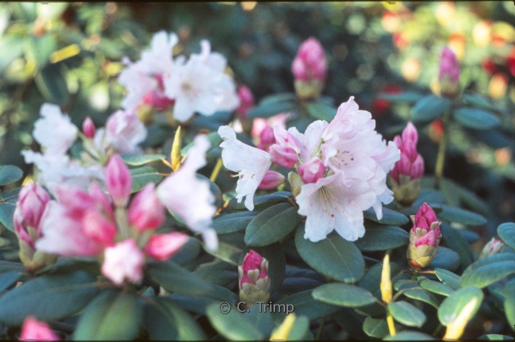 Rhododendron ‘Pink Brightness’