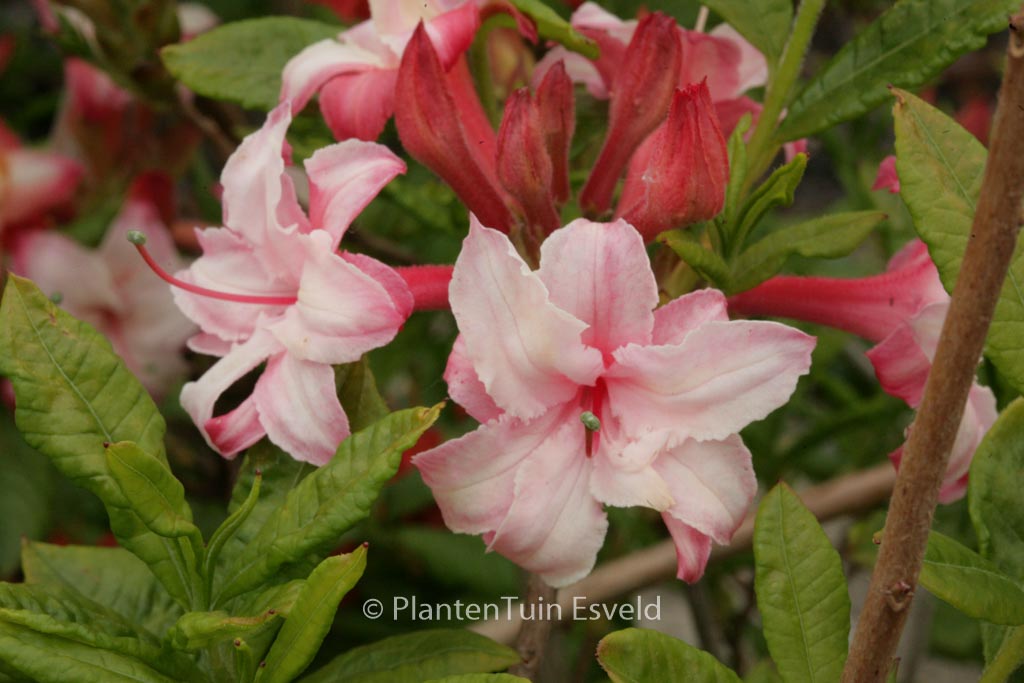 Rhododendron ‘Quentin Metsys’ (Azalea)