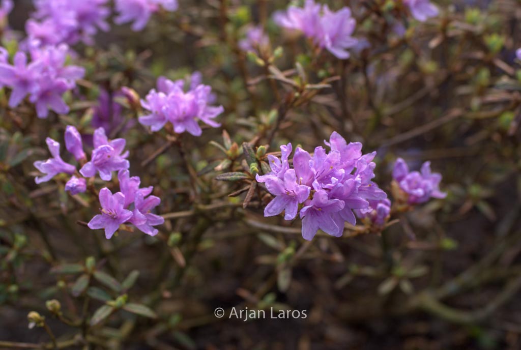 Rhododendron ‘Raisa’