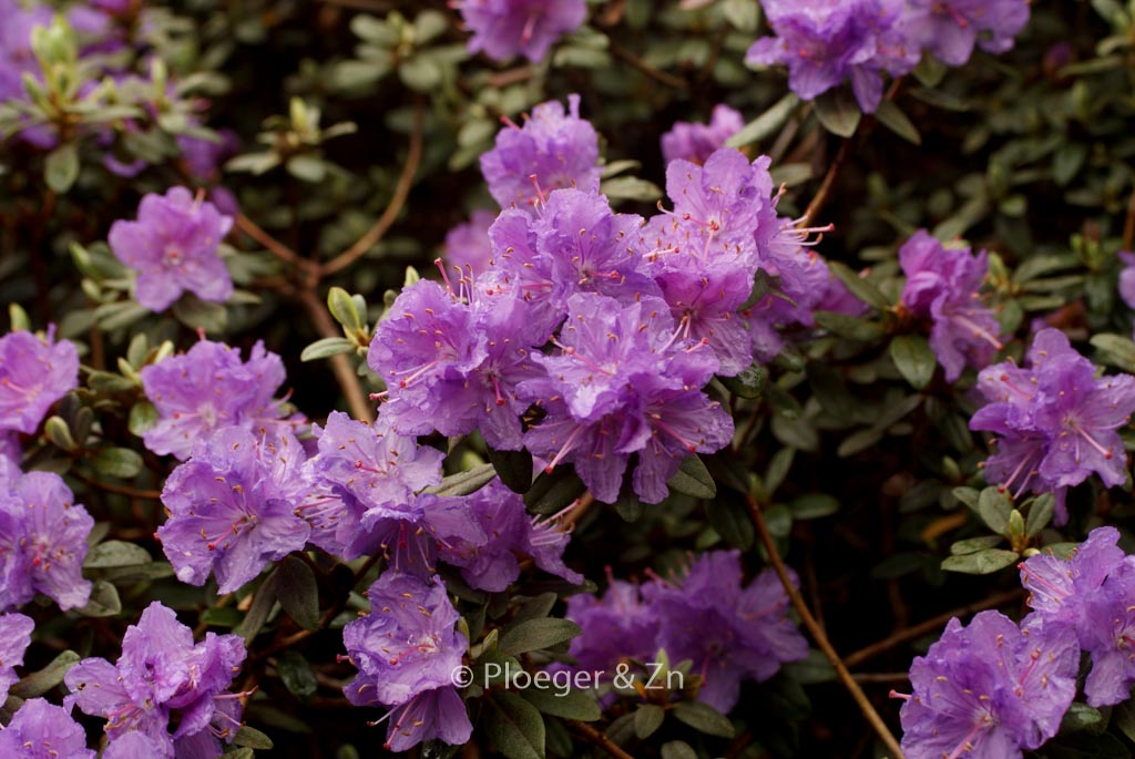 Rhododendron ‘Ramapo’