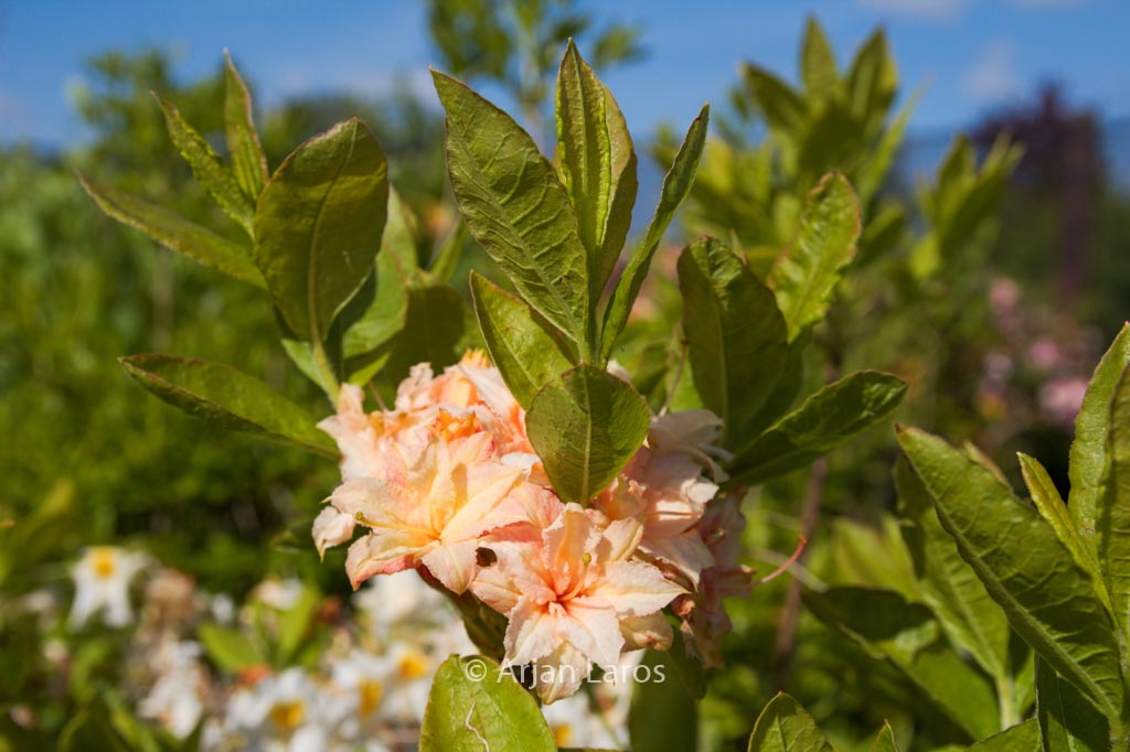 Rhododendron ‘Ribera’ (Azalea)