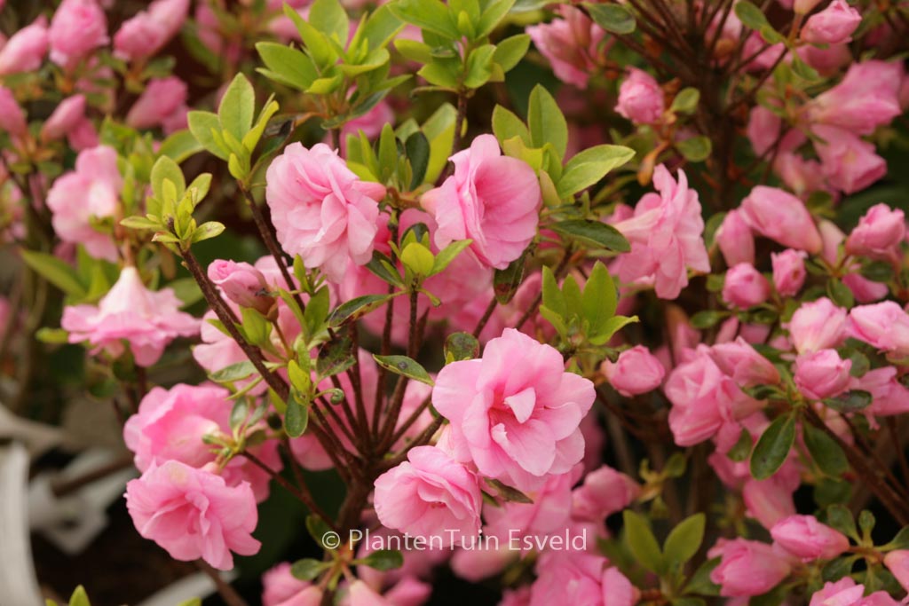 Rhododendron ‘Rosebud’ (Azalea)