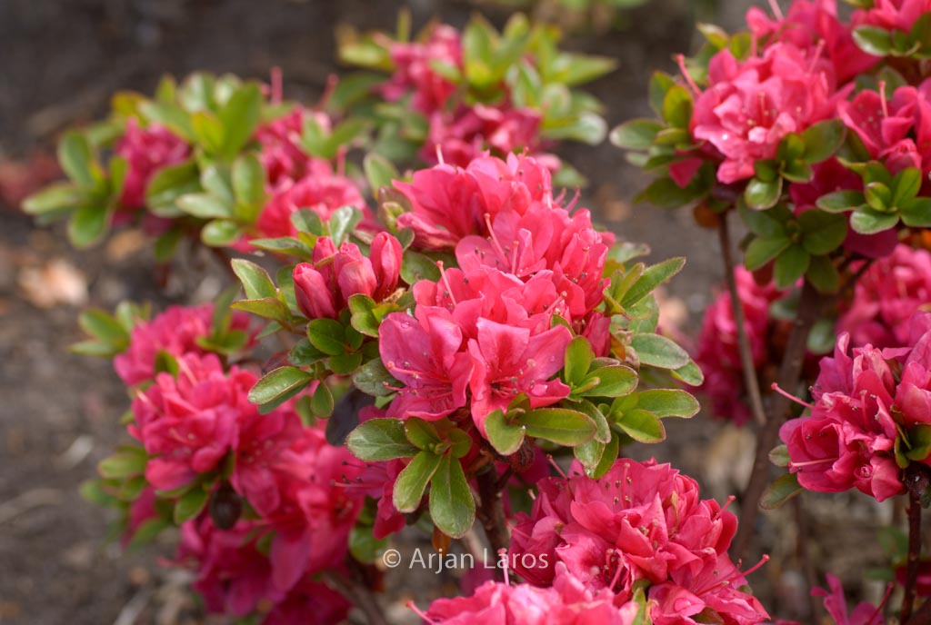 Rhododendron ‘Ruhrfeuer’ (Azalea)