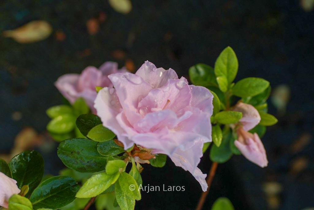 Rhododendron ‘Sirikit’ (Azalea)