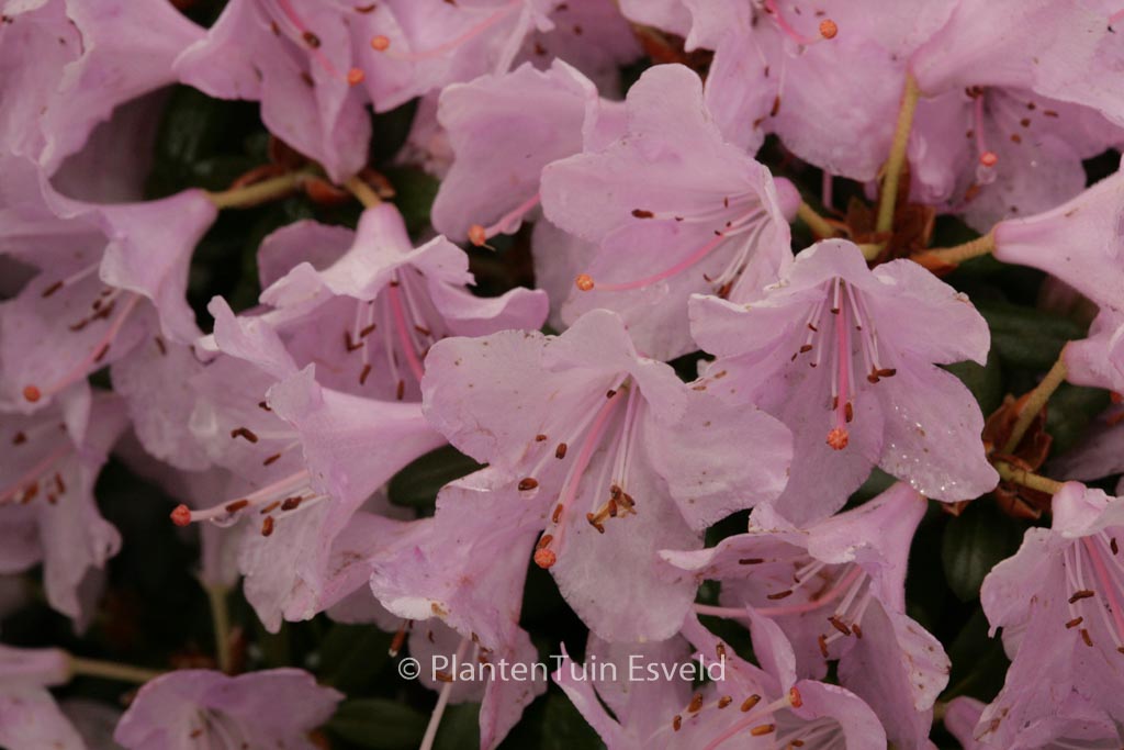 Rhododendron ‘Snipe’
