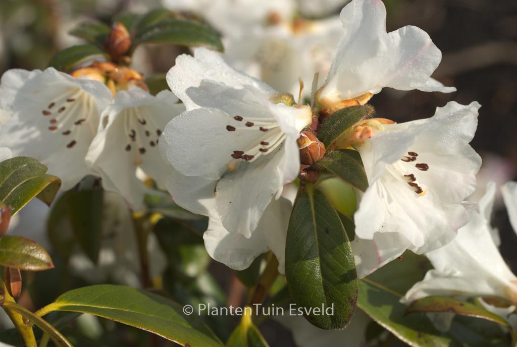 Rhododendron ‘Snow Lady’