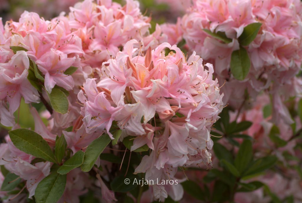 Rhododendron ‘Soir de Paris’ (Azalea)